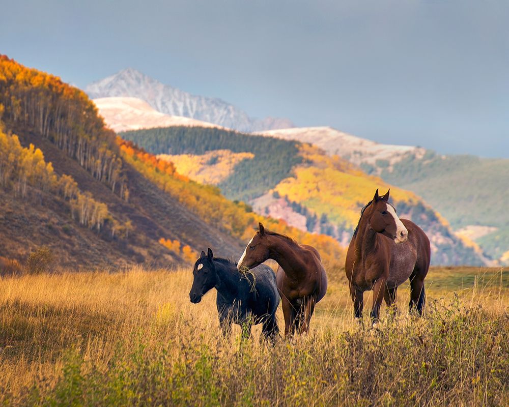 Horses grazing in the Fall in the Rocky Mountains near Crested Butte art print by Steve Mohlenkamp for $57.95 CAD